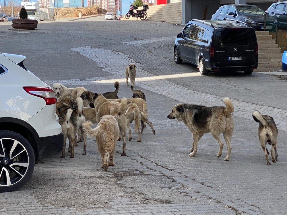 MECLİS’TE KABUL EDİLEN BAŞIBOŞ KÖPEK YASASINA DAİR HER ŞEY